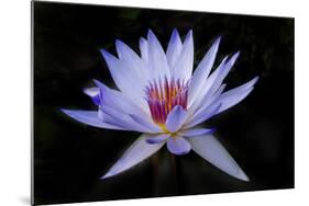 Waterlily White-Charles Bowman-Mounted Photographic Print
