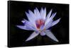 Waterlily White-Charles Bowman-Framed Stretched Canvas