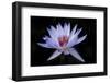 Waterlily White-Charles Bowman-Framed Photographic Print