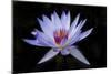 Waterlily White-Charles Bowman-Mounted Photographic Print