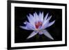 Waterlily White-Charles Bowman-Framed Photographic Print