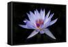 Waterlily White-Charles Bowman-Framed Stretched Canvas