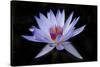 Waterlily White-Charles Bowman-Stretched Canvas