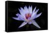 Waterlily White-Charles Bowman-Framed Stretched Canvas