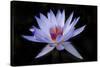 Waterlily White-Charles Bowman-Stretched Canvas