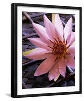 Waterlily-null-Framed Art Print