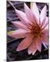 Waterlily-null-Mounted Art Print