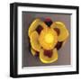 Waterlily-Erin Clark-Framed Art Print