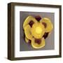 Waterlily-Erin Clark-Framed Art Print