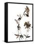 Watermark Wildflowers II-Jennifer Goldberger-Framed Stretched Canvas