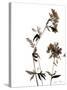 Watermark Wildflowers II-Jennifer Goldberger-Stretched Canvas