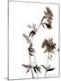 Watermark Wildflowers II-Jennifer Goldberger-Mounted Art Print