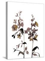 Watermark Wildflowers III-Jennifer Goldberger-Stretched Canvas