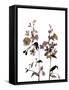 Watermark Wildflowers III-Jennifer Goldberger-Framed Stretched Canvas