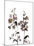 Watermark Wildflowers III-Jennifer Goldberger-Mounted Art Print