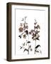 Watermark Wildflowers III-Jennifer Goldberger-Framed Art Print
