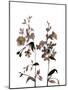 Watermark Wildflowers III-Jennifer Goldberger-Mounted Art Print