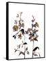 Watermark Wildflowers III-Jennifer Goldberger-Framed Stretched Canvas