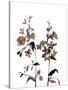 Watermark Wildflowers III-Jennifer Goldberger-Stretched Canvas