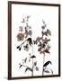 Watermark Wildflowers III-Jennifer Goldberger-Framed Art Print