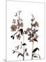 Watermark Wildflowers III-Jennifer Goldberger-Mounted Art Print