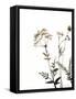 Watermark Wildflowers IX-Jennifer Goldberger-Framed Stretched Canvas