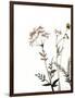 Watermark Wildflowers IX-Jennifer Goldberger-Framed Art Print