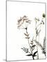 Watermark Wildflowers IX-Jennifer Goldberger-Mounted Art Print