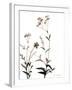 Watermark Wildflowers VII-Jennifer Goldberger-Framed Art Print