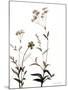 Watermark Wildflowers VII-Jennifer Goldberger-Mounted Art Print