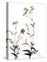 Watermark Wildflowers VII-Jennifer Goldberger-Stretched Canvas