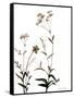 Watermark Wildflowers VII-Jennifer Goldberger-Framed Stretched Canvas