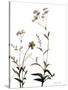 Watermark Wildflowers VII-Jennifer Goldberger-Stretched Canvas