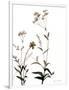 Watermark Wildflowers VII-Jennifer Goldberger-Framed Art Print