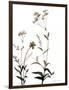 Watermark Wildflowers VII-Jennifer Goldberger-Framed Art Print