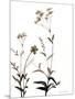 Watermark Wildflowers VII-Jennifer Goldberger-Mounted Art Print