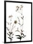 Watermark Wildflowers VII-Jennifer Goldberger-Framed Art Print