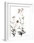 Watermark Wildflowers VII-Jennifer Goldberger-Framed Art Print