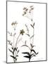 Watermark Wildflowers VII-Jennifer Goldberger-Mounted Art Print