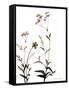 Watermark Wildflowers VII-Jennifer Goldberger-Framed Stretched Canvas