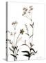 Watermark Wildflowers VII-Jennifer Goldberger-Stretched Canvas