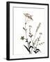 Watermark Wildflowers X-Jennifer Goldberger-Framed Art Print