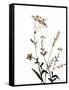 Watermark Wildflowers X-Jennifer Goldberger-Framed Stretched Canvas