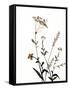 Watermark Wildflowers X-Jennifer Goldberger-Framed Stretched Canvas