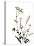 Watermark Wildflowers X-Jennifer Goldberger-Stretched Canvas