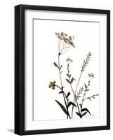 Watermark Wildflowers X-Jennifer Goldberger-Framed Art Print