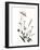 Watermark Wildflowers X-Jennifer Goldberger-Framed Art Print