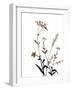 Watermark Wildflowers X-Jennifer Goldberger-Framed Art Print