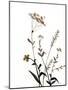 Watermark Wildflowers X-Jennifer Goldberger-Mounted Art Print