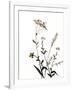 Watermark Wildflowers X-Jennifer Goldberger-Framed Art Print